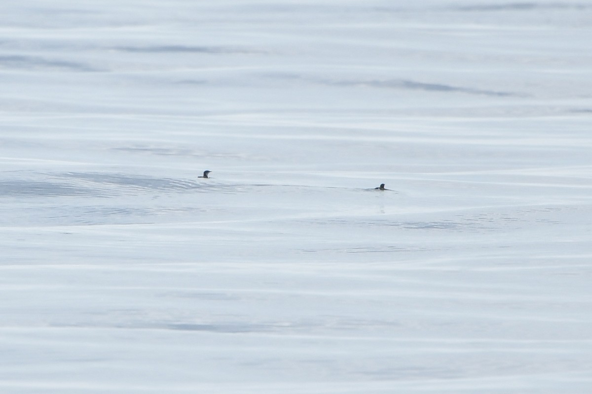 Scripps's Murrelet - ML70873811