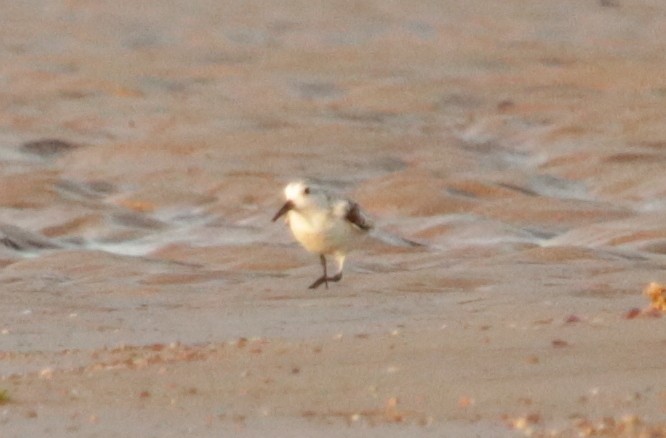 Sanderling - ML70875091