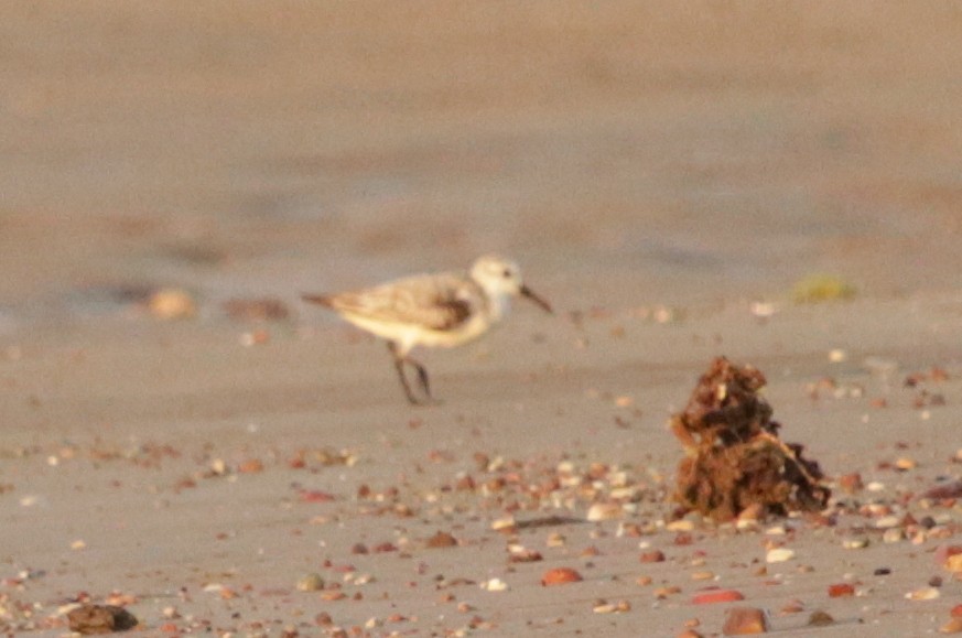 Sanderling - ML70875291