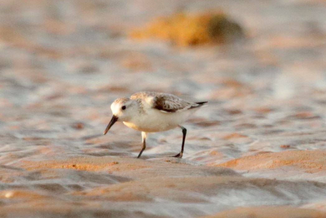 Sanderling - ML70875521