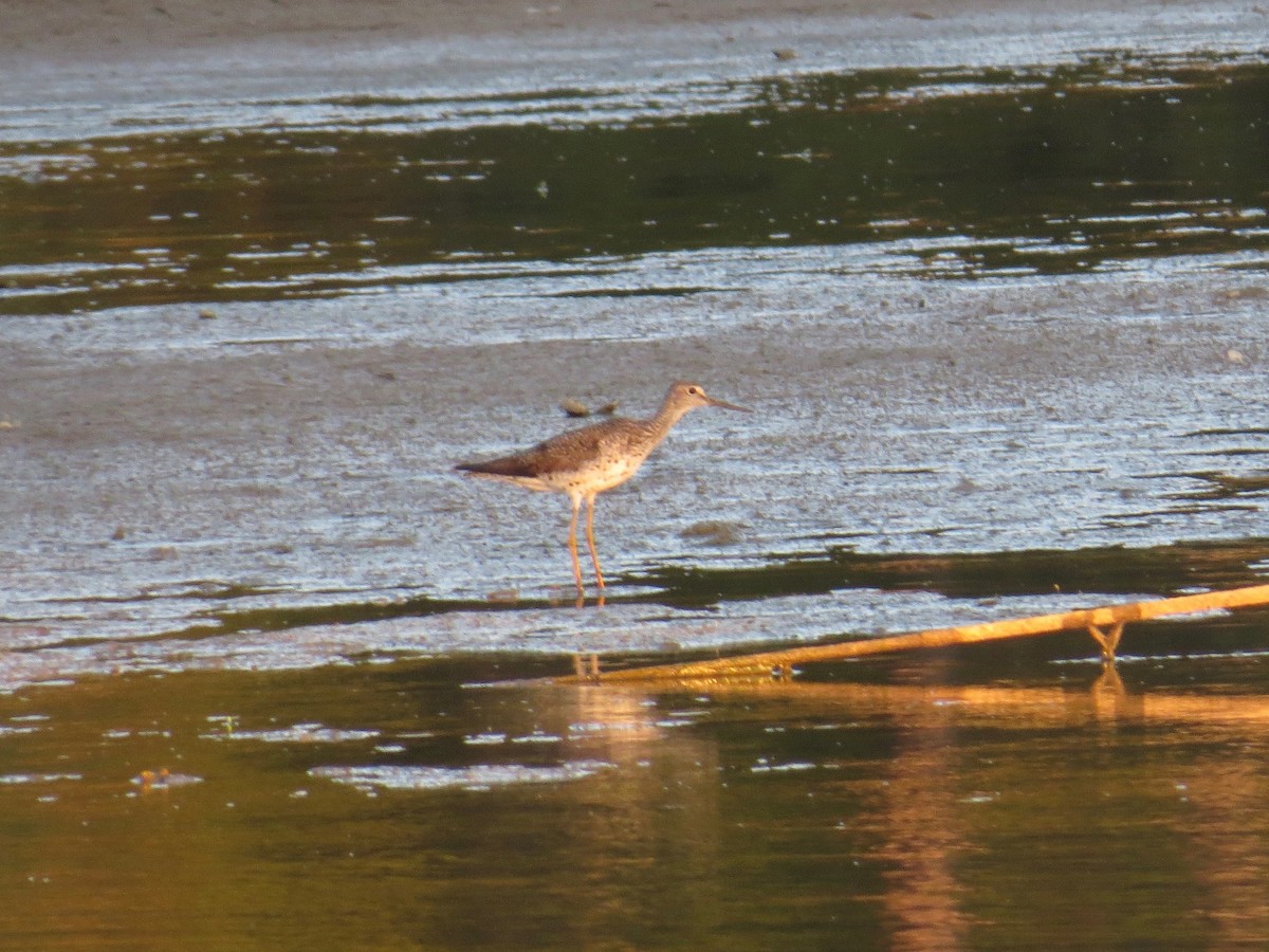 Greater Yellowlegs - ML70875541
