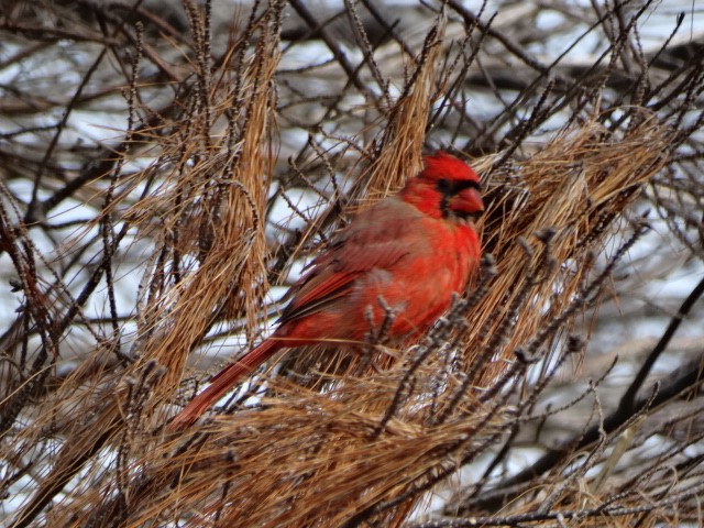Cardinal rouge - ML70875841