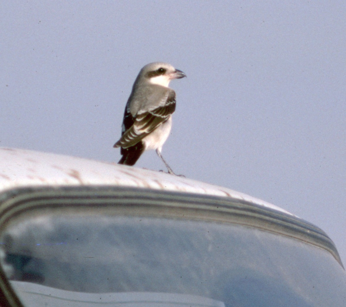 Lesser Gray Shrike - ML70876091