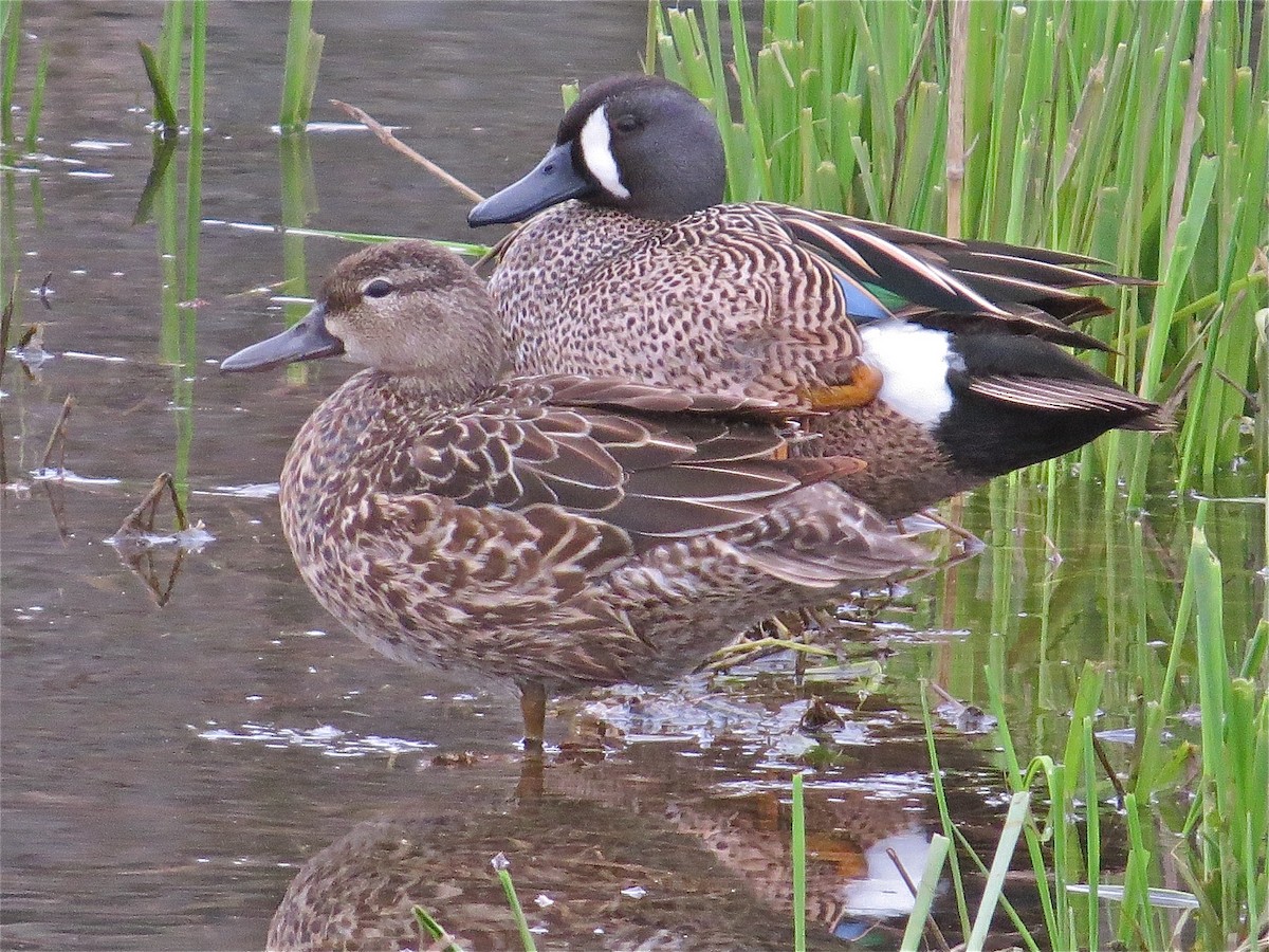 Blue-winged Teal - ML70876811