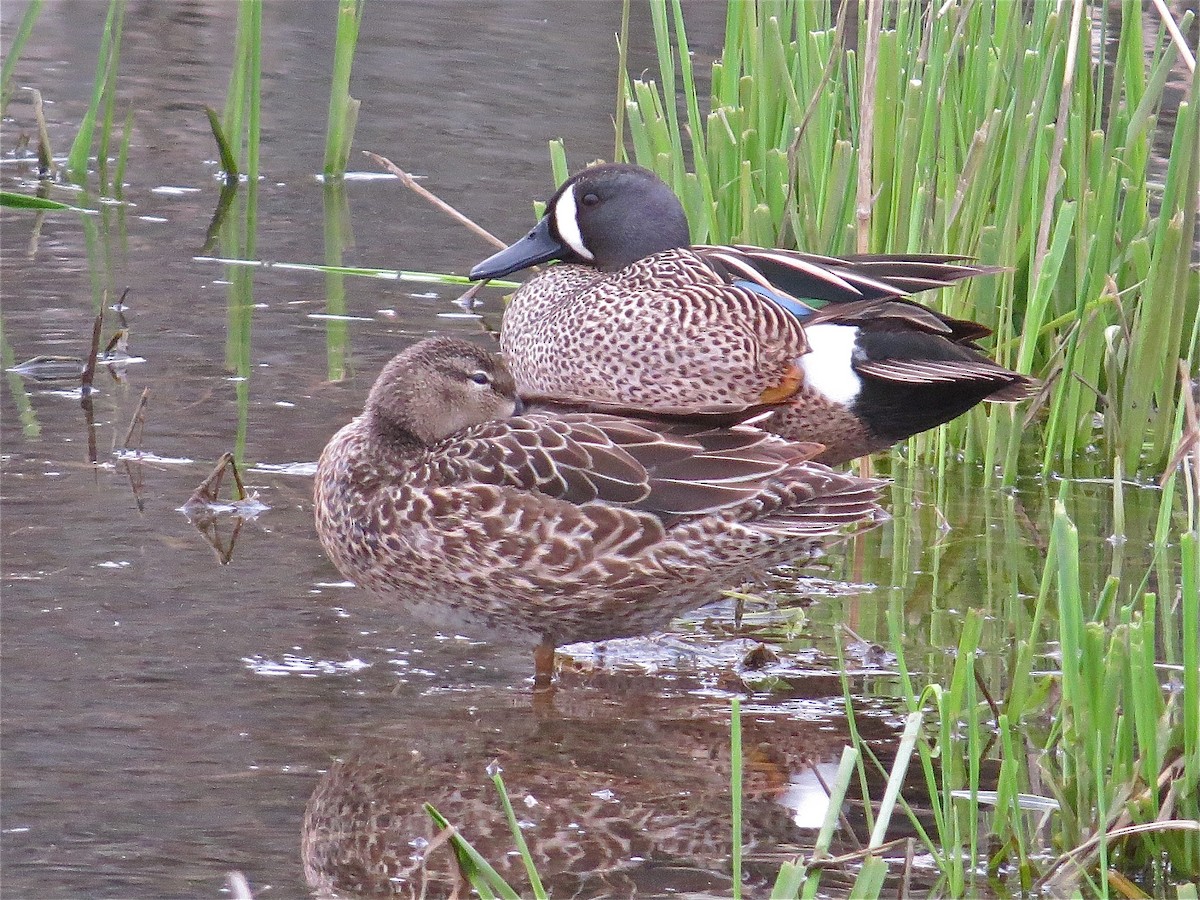 Blue-winged Teal - ML70876851