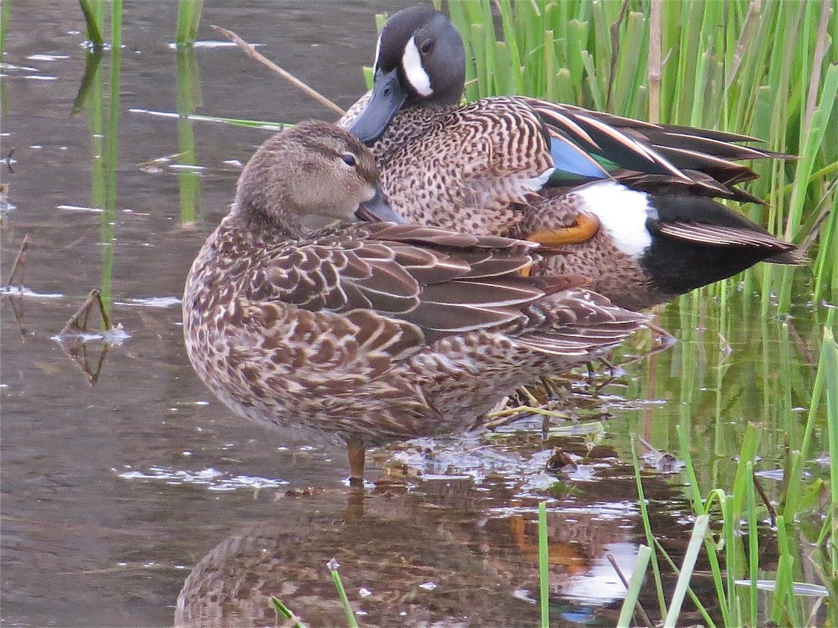 Blue-winged Teal - ML70876861