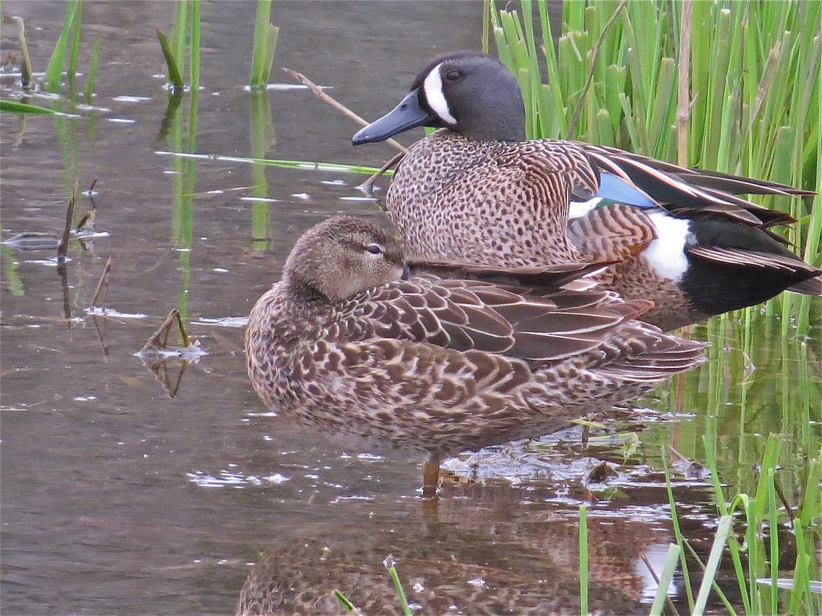 Blue-winged Teal - ML70876871