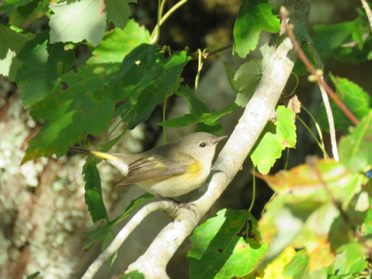 American Redstart - ML70877691
