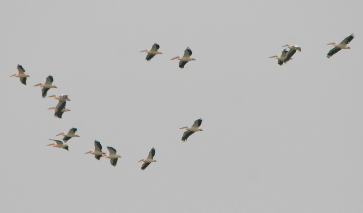 Great White Pelican - ML70877761