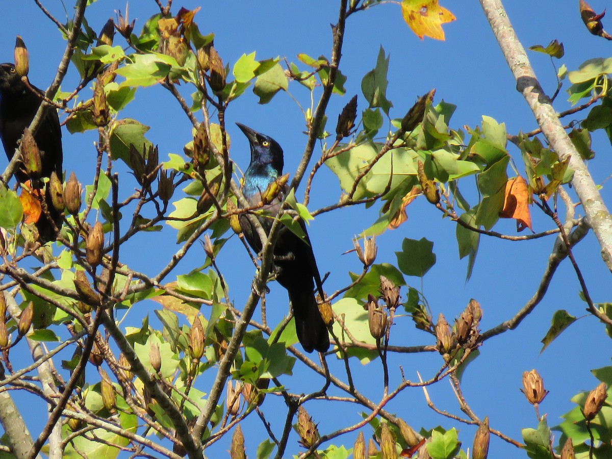 Common Grackle - ML70877951