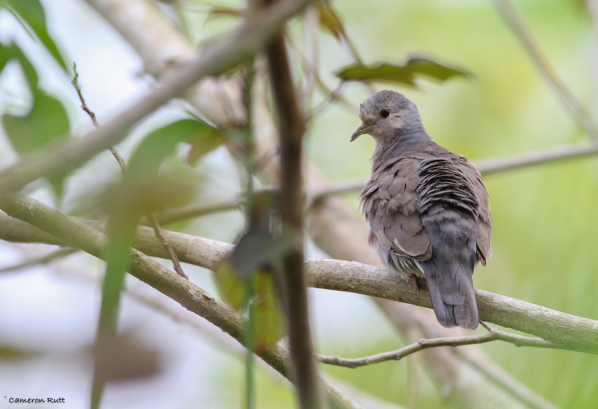 Plain-breasted Ground Dove - ML70879001