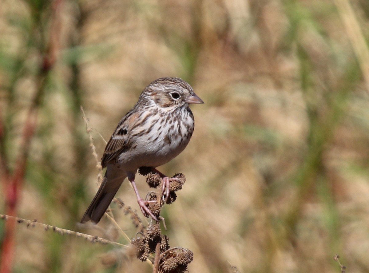 Vesper Sparrow - ML70879081