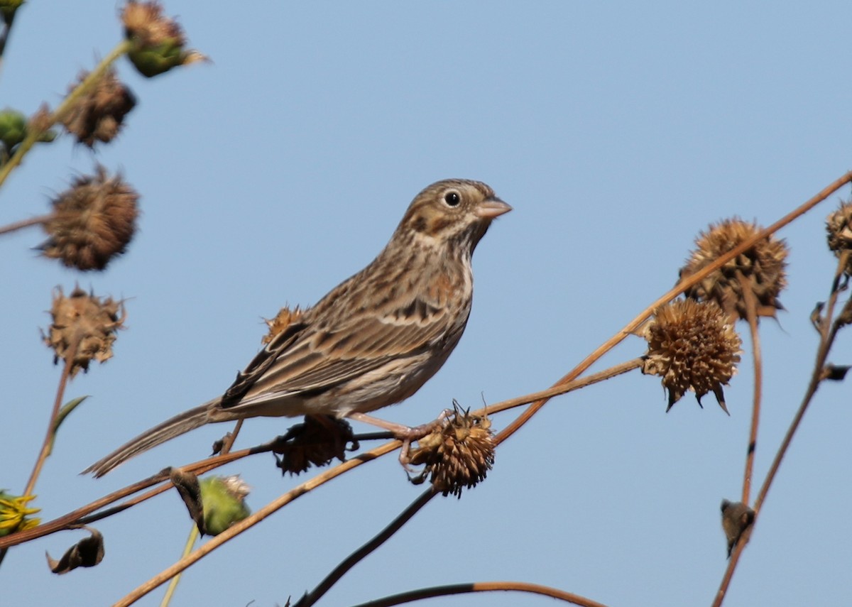 Vesper Sparrow - ML70879091