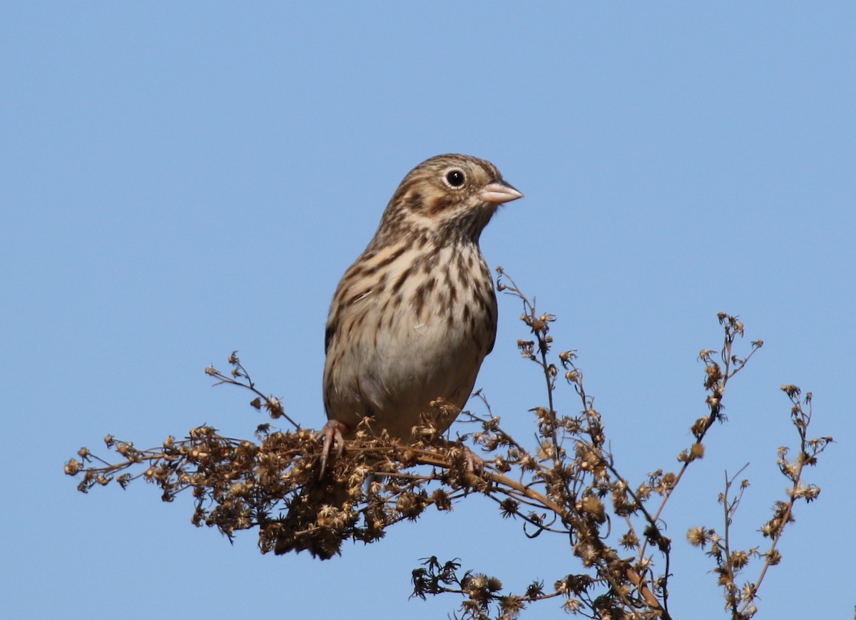Vesper Sparrow - ML70879101