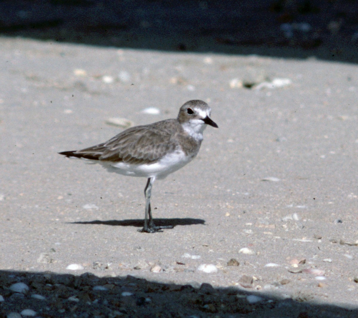 Greater Sand-Plover - ML70879411