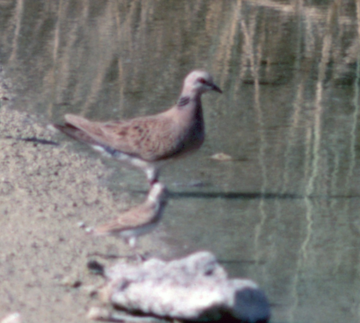 European Turtle-Dove - ML70882181