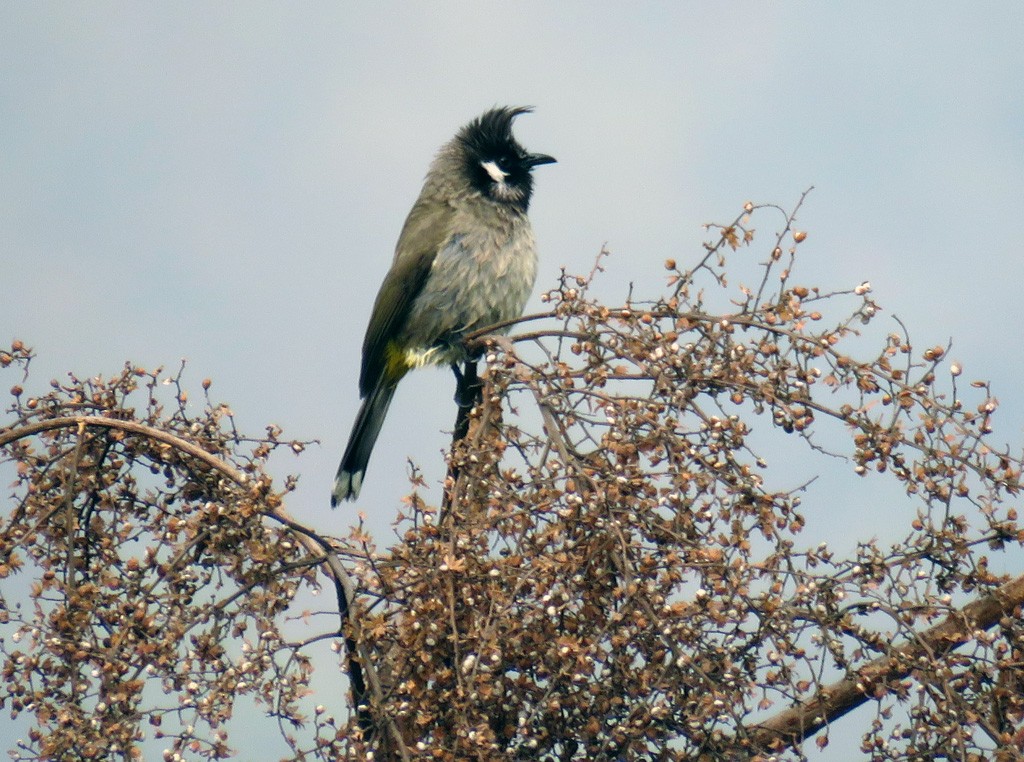 Himalayan Bulbul - ML708829