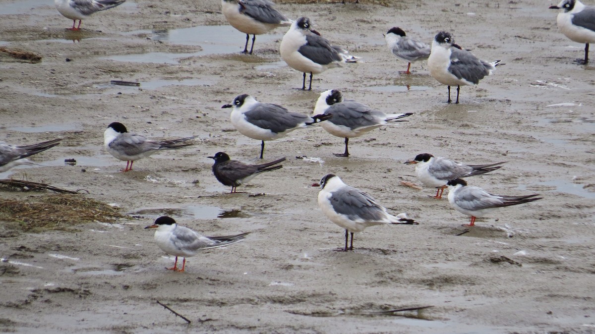 Black Tern - ML70883401