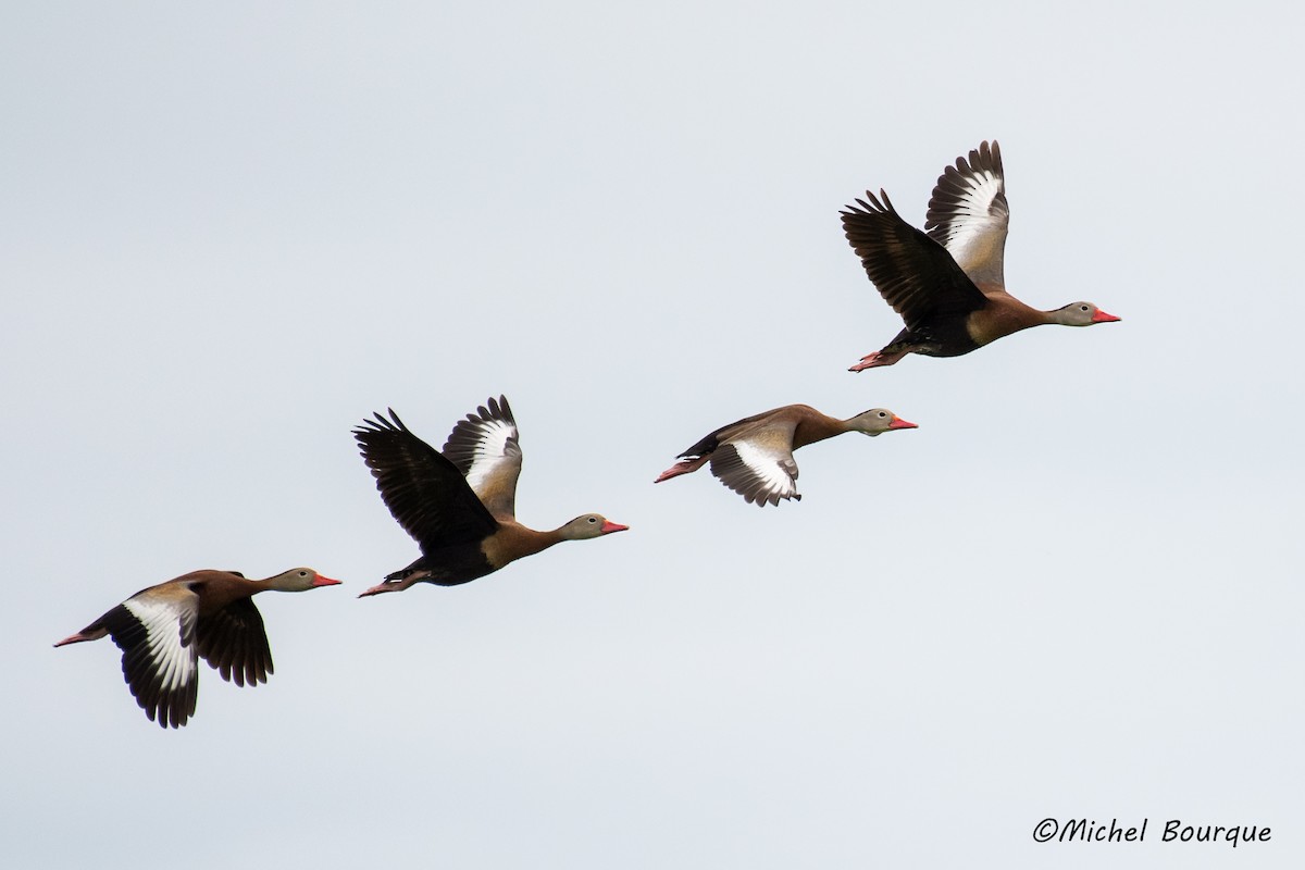 Black-bellied Whistling-Duck - ML70884841