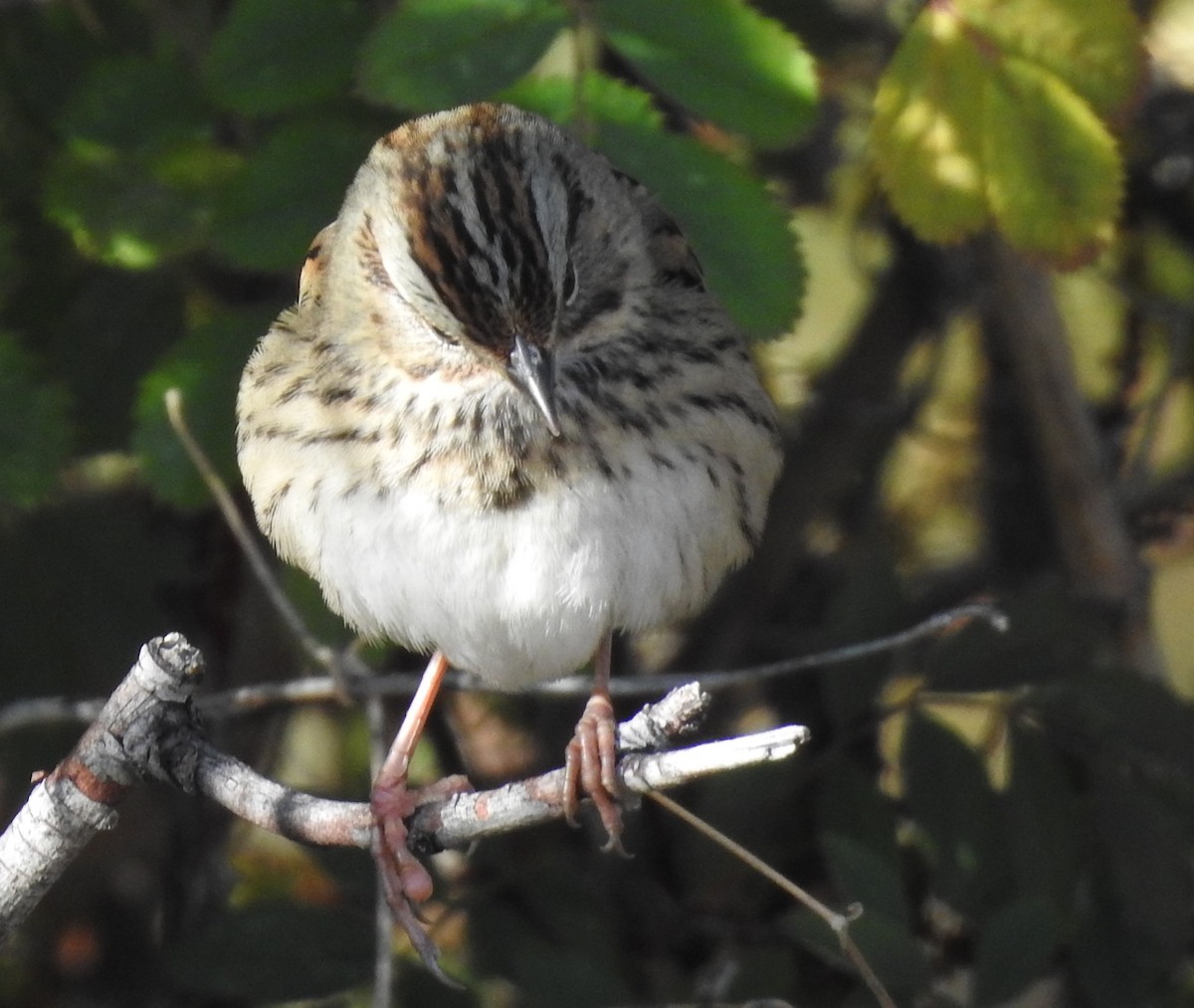 Lincoln's Sparrow - ML70885471