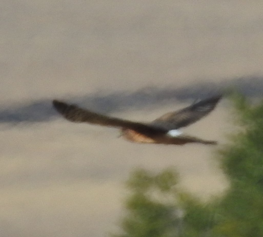 Northern Harrier - Shane Sater