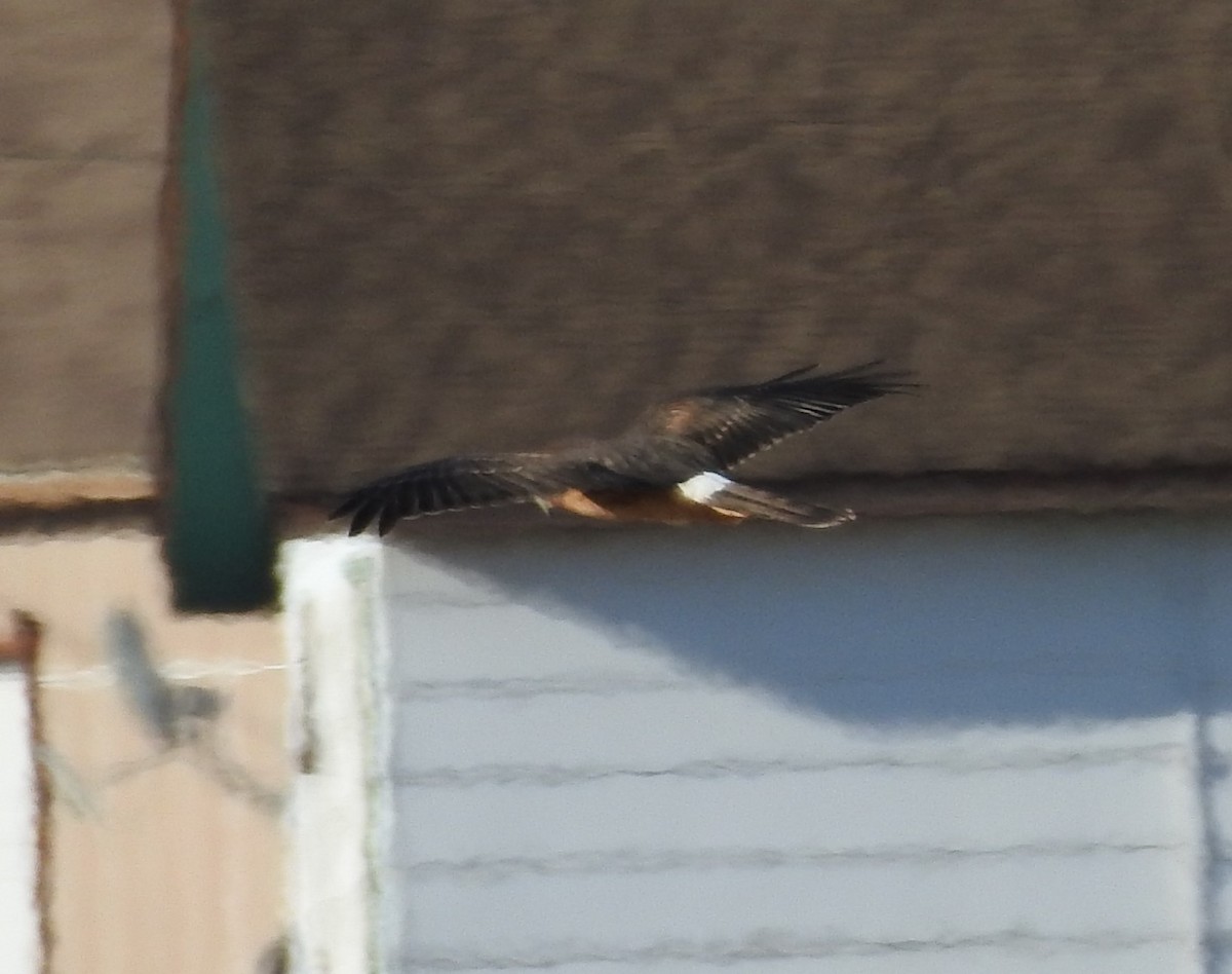 Northern Harrier - ML70885541