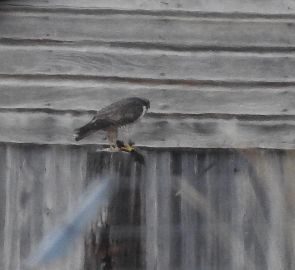 Peregrine Falcon - ML70885691