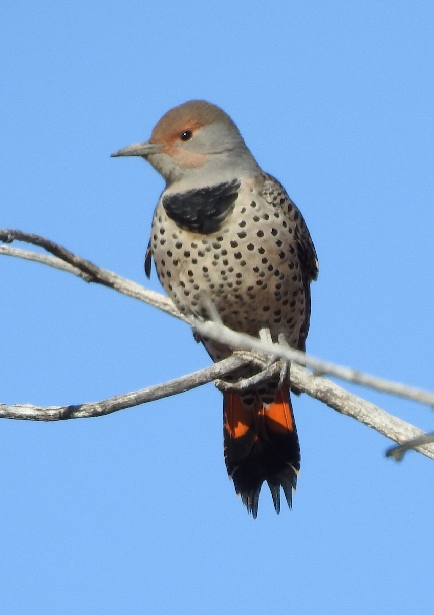 Northern Flicker (Red-shafted) - ML70885791