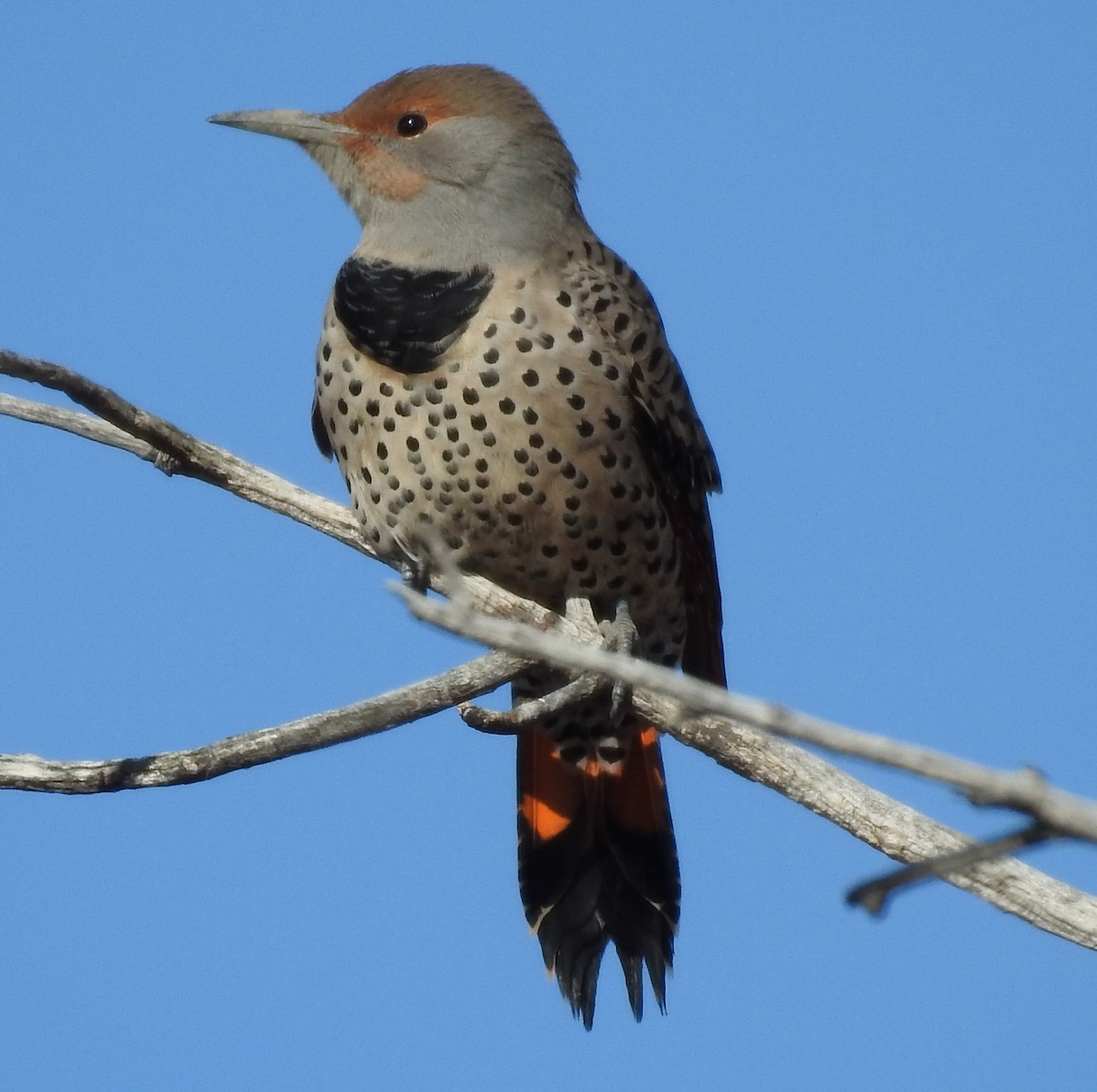 Northern Flicker (Red-shafted) - ML70885811