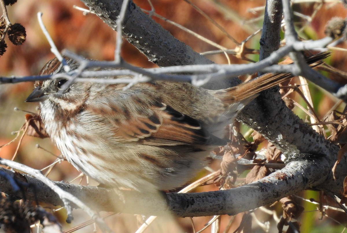 Song Sparrow - ML70885891