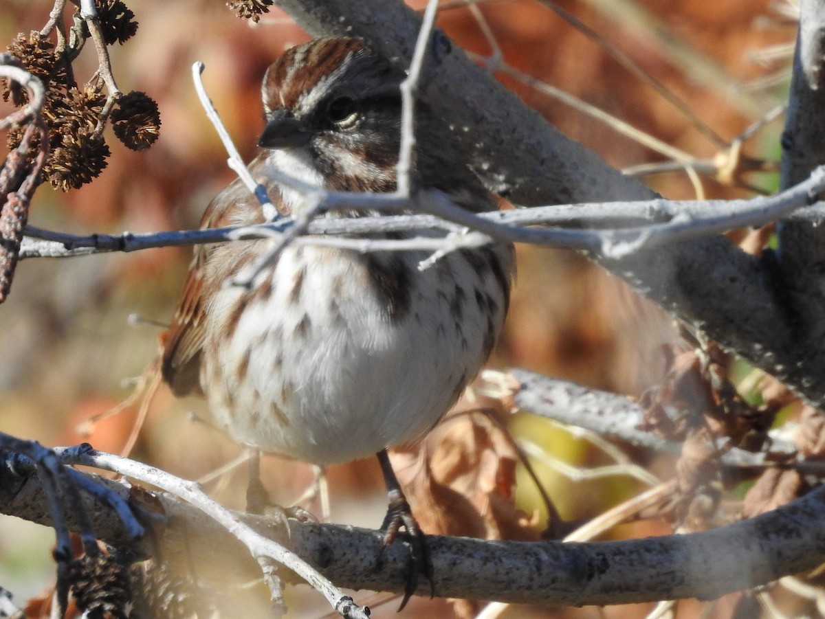 Song Sparrow - ML70885901