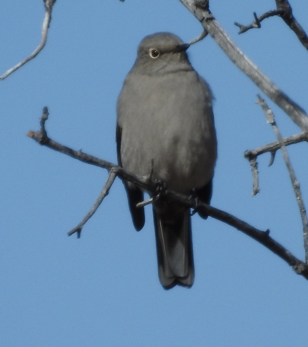 Townsend's Solitaire - ML70885931