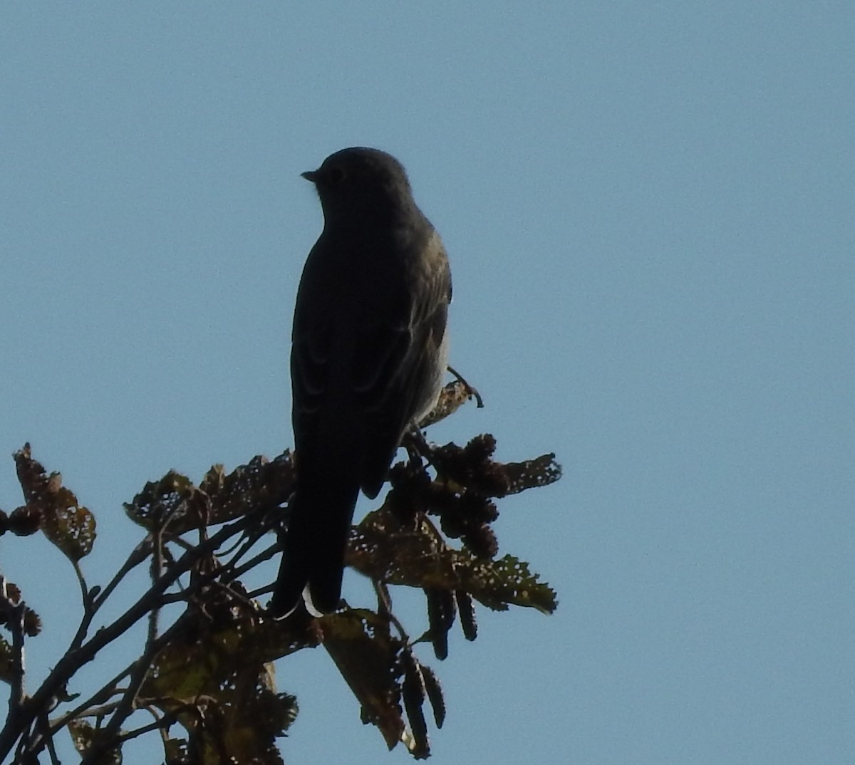 Townsend's Solitaire - ML70885951