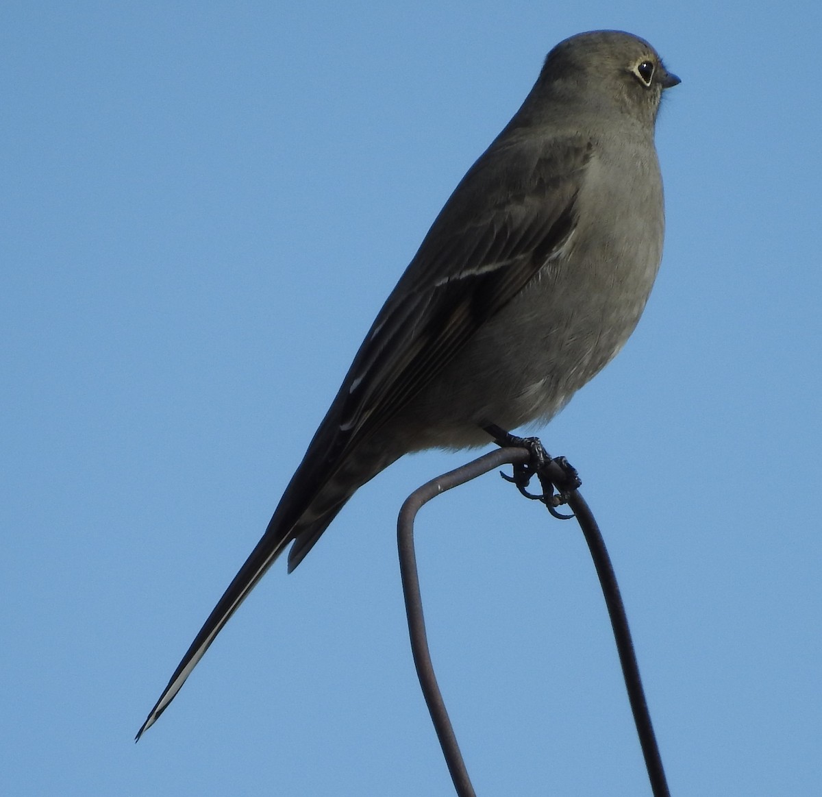 Townsend's Solitaire - ML70885971
