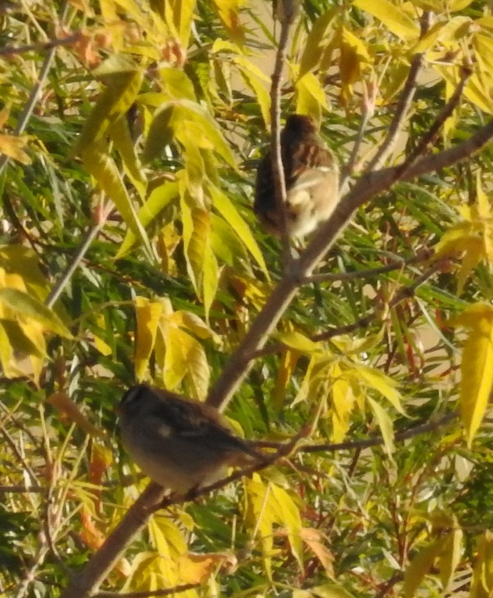 White-crowned Sparrow - ML70886011