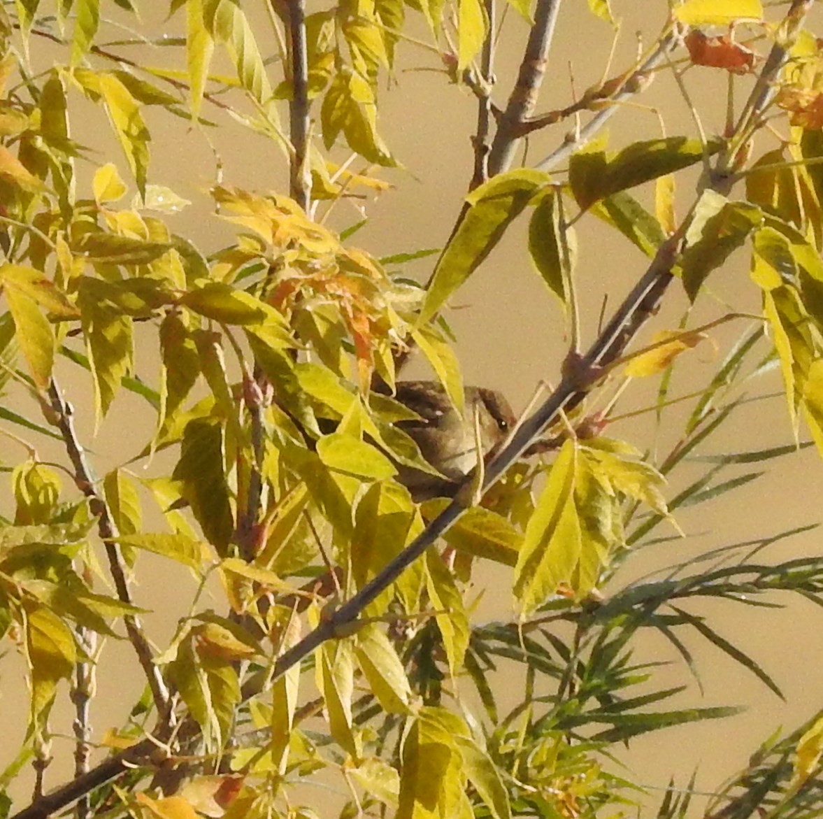 White-crowned Sparrow - ML70886051