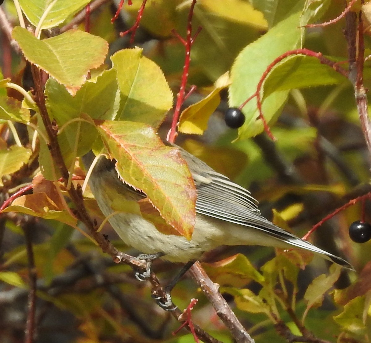 Yellow-rumped Warbler - ML70886101