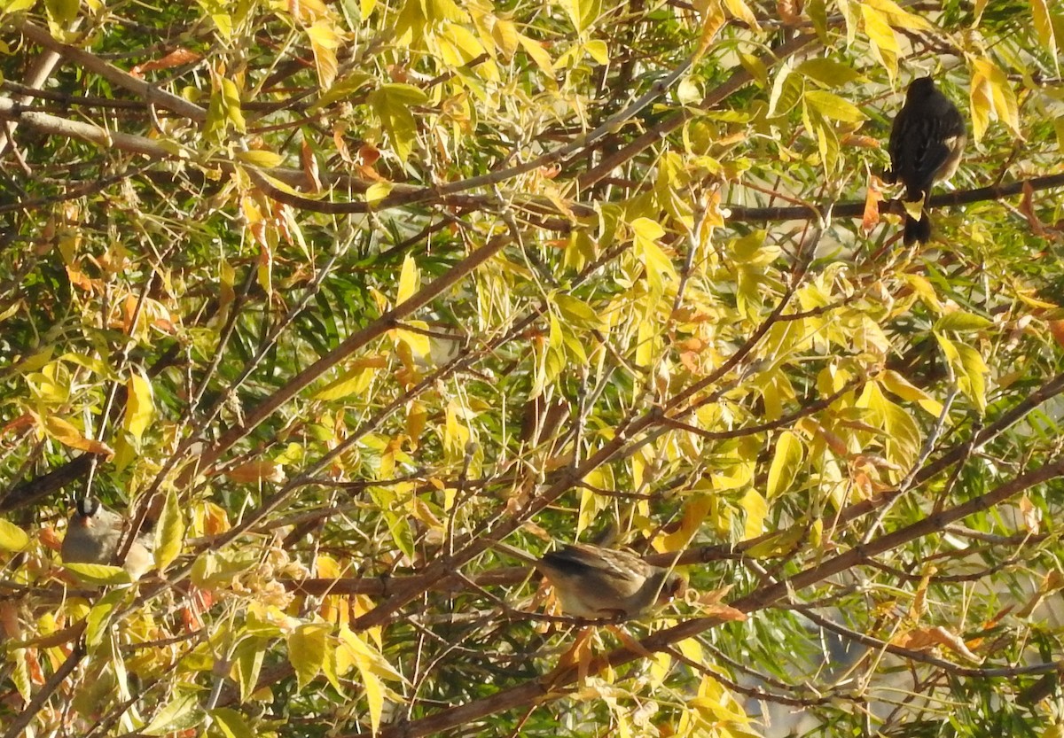 White-crowned Sparrow - ML70886111