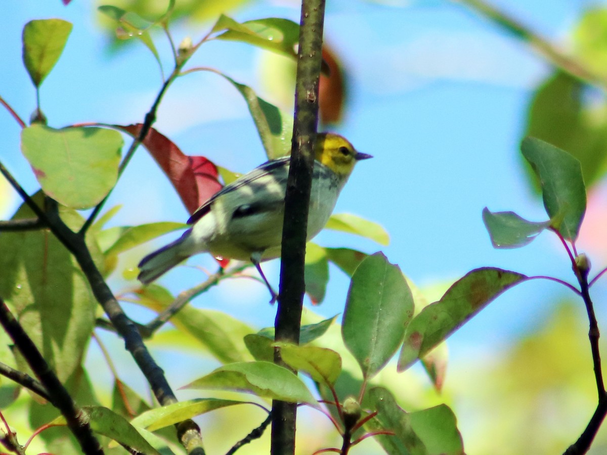 Black-throated Green Warbler - Colin Sumrall