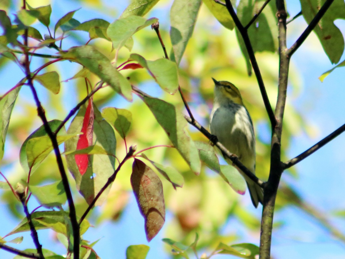 Black-throated Green Warbler - Colin Sumrall