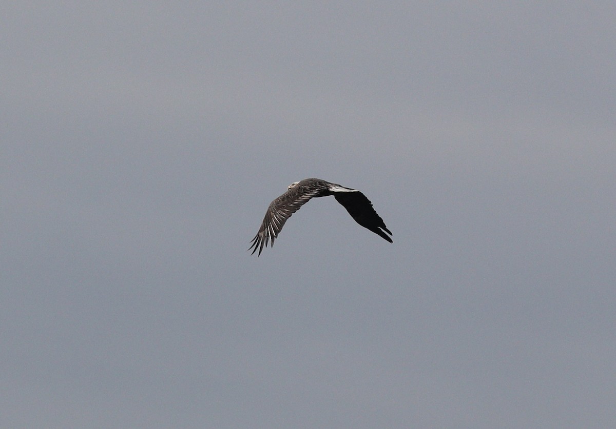 Bald Eagle - ML70886471