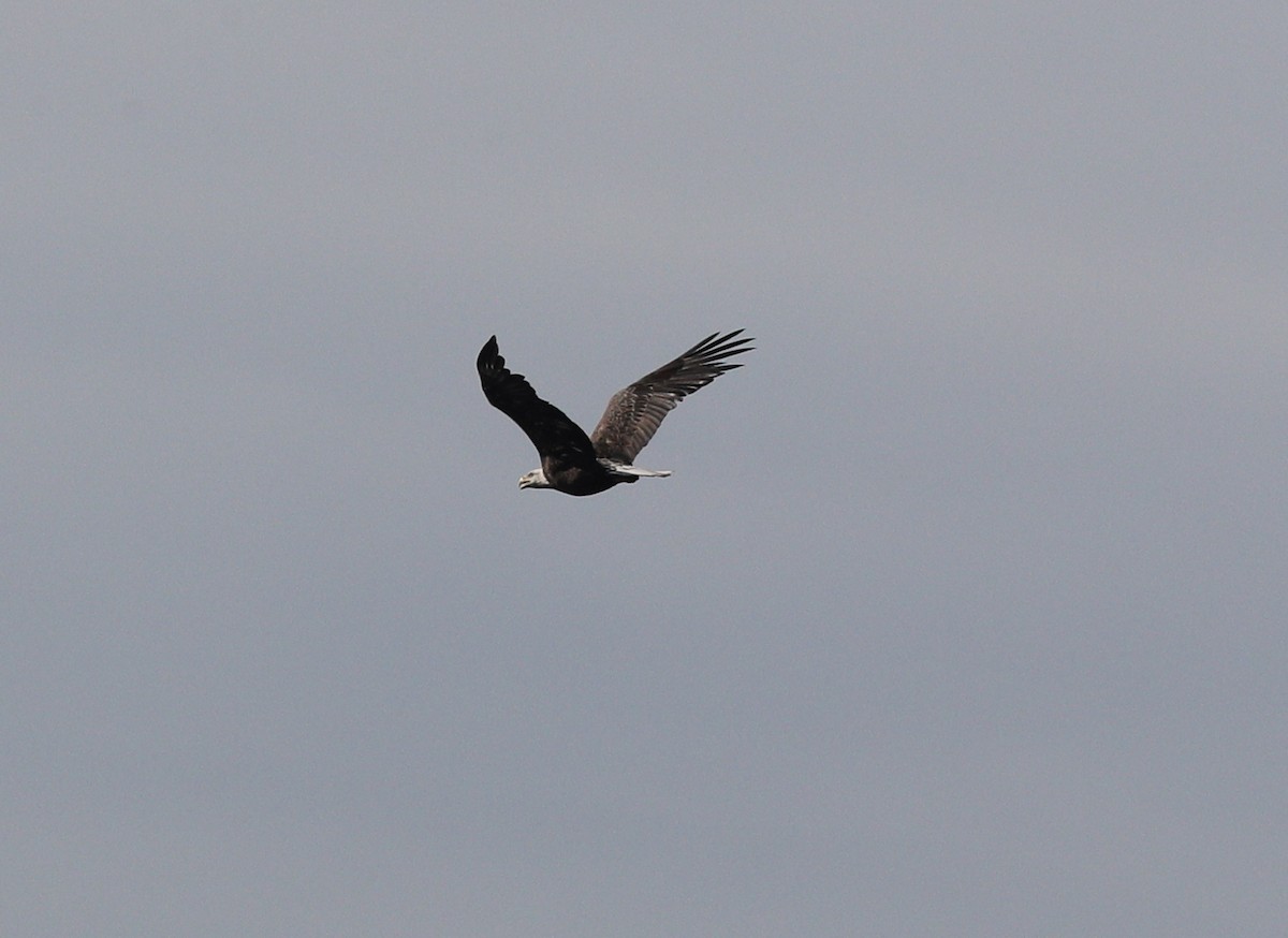 Bald Eagle - ML70886491