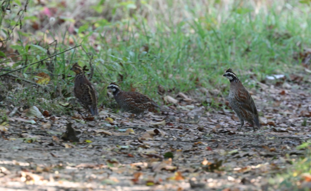 Northern Bobwhite - ML70886831