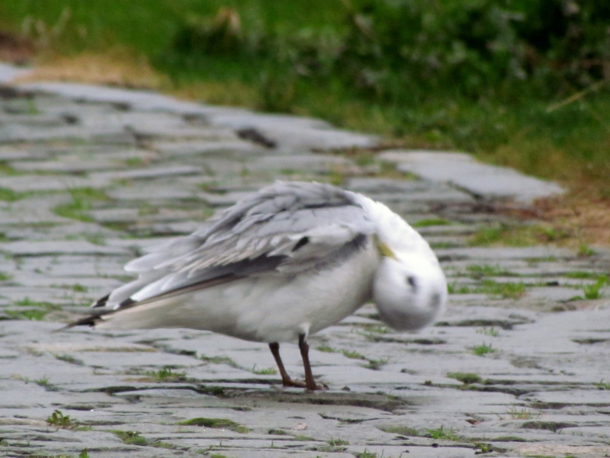 Black-legged Kittiwake - ML70887811