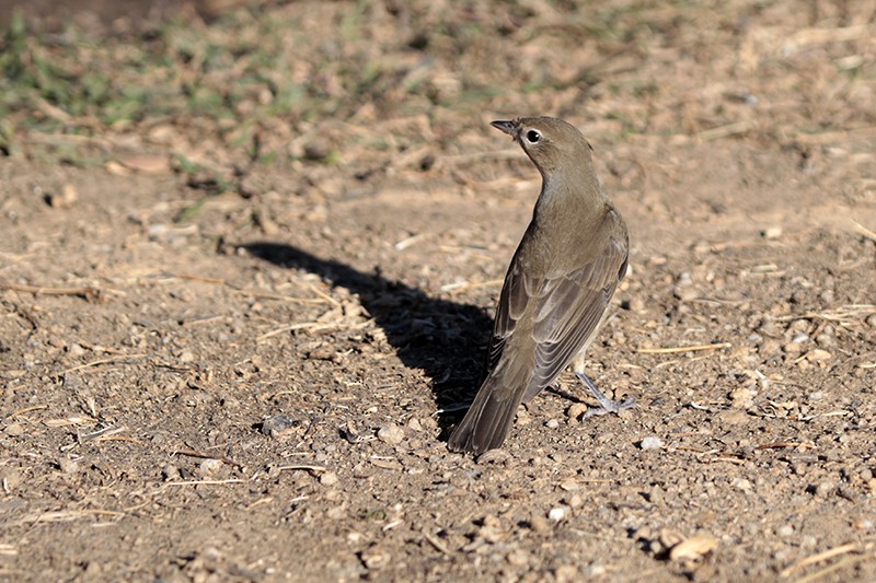 Curruca Mosquitera - ML70889981