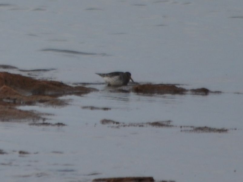 Purple Sandpiper - ML70890371