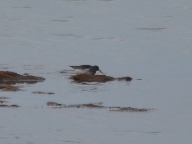 Purple Sandpiper - ML70890381