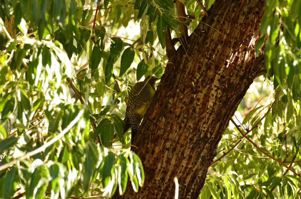 Williamson's Sapsucker - Sally Watt