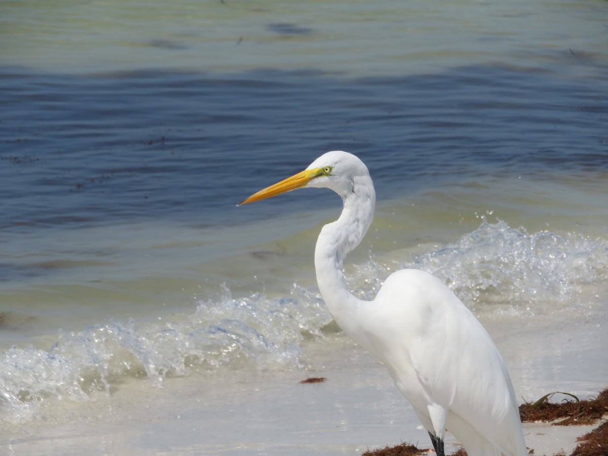 Great Egret - karl  schmidt