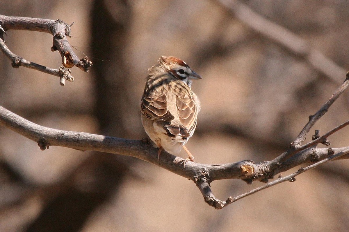 Lark Sparrow - ML70897271